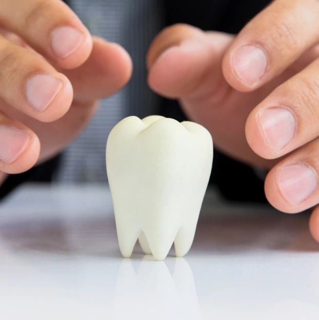 Hands protective framing a large white model tooth, representing dental insurance and coverage.